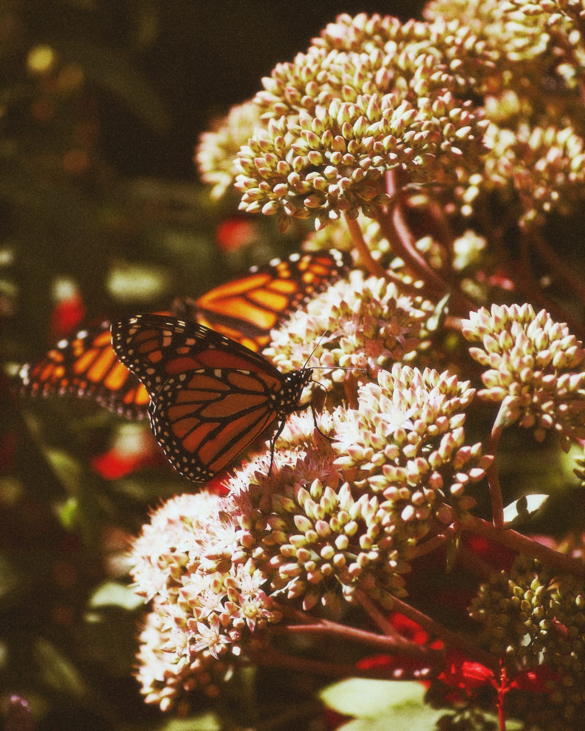 Two monarch butterflies on stonecrop flowers