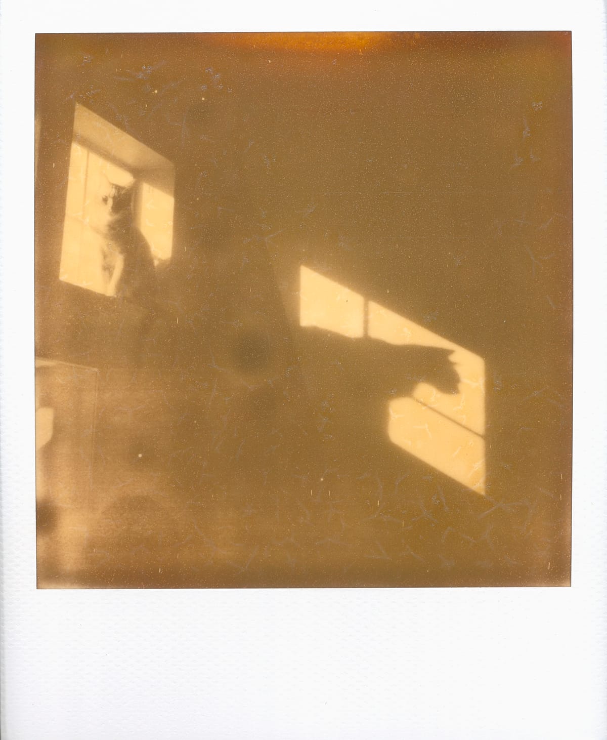 Scan of an expired instant film image of a cat sitting in a sunny window with his shadow cast on the wall to the right