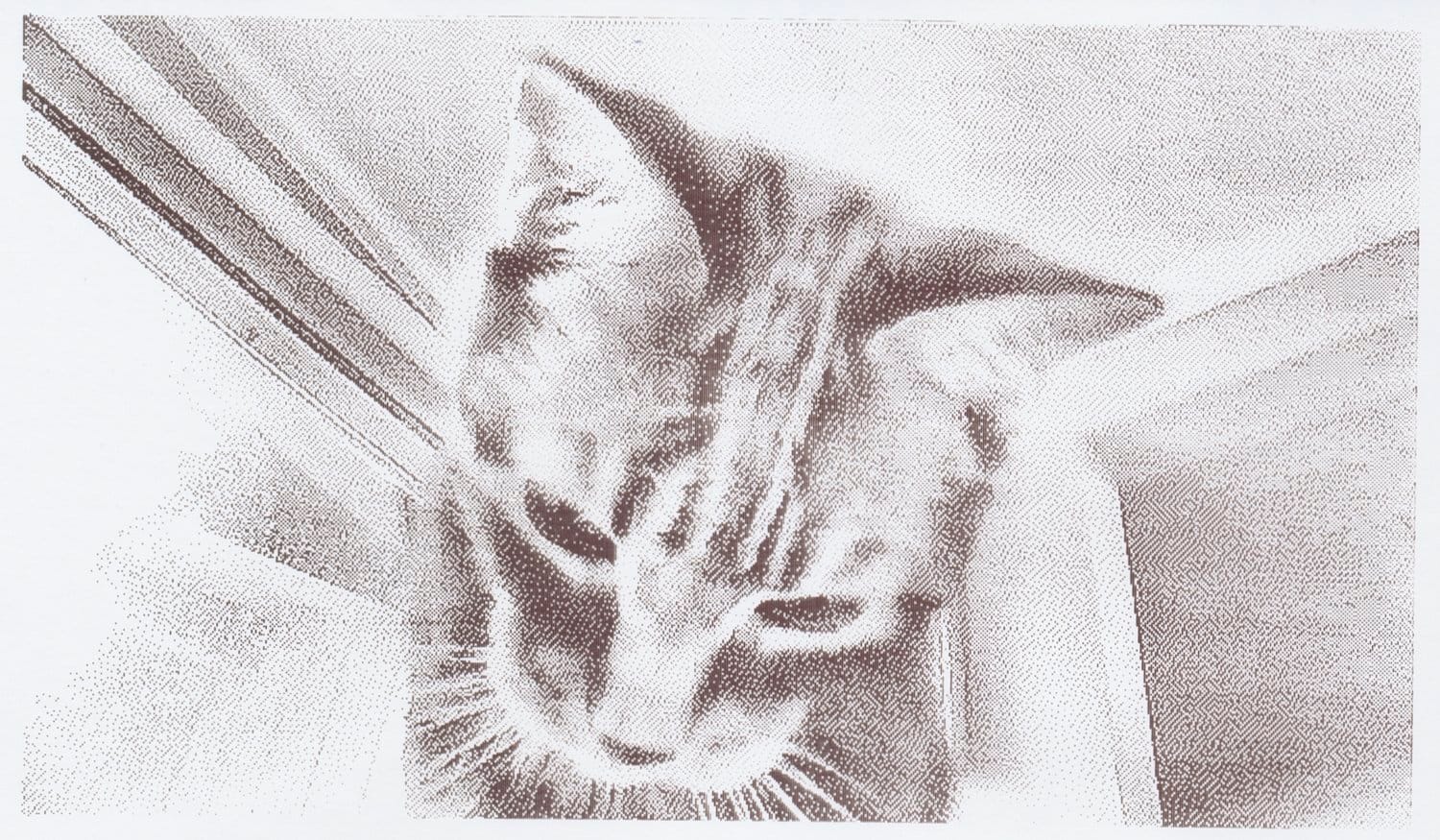 Scan of a low-res, grayscale close up picture of a cat's face who's looking down, not looking at the camera