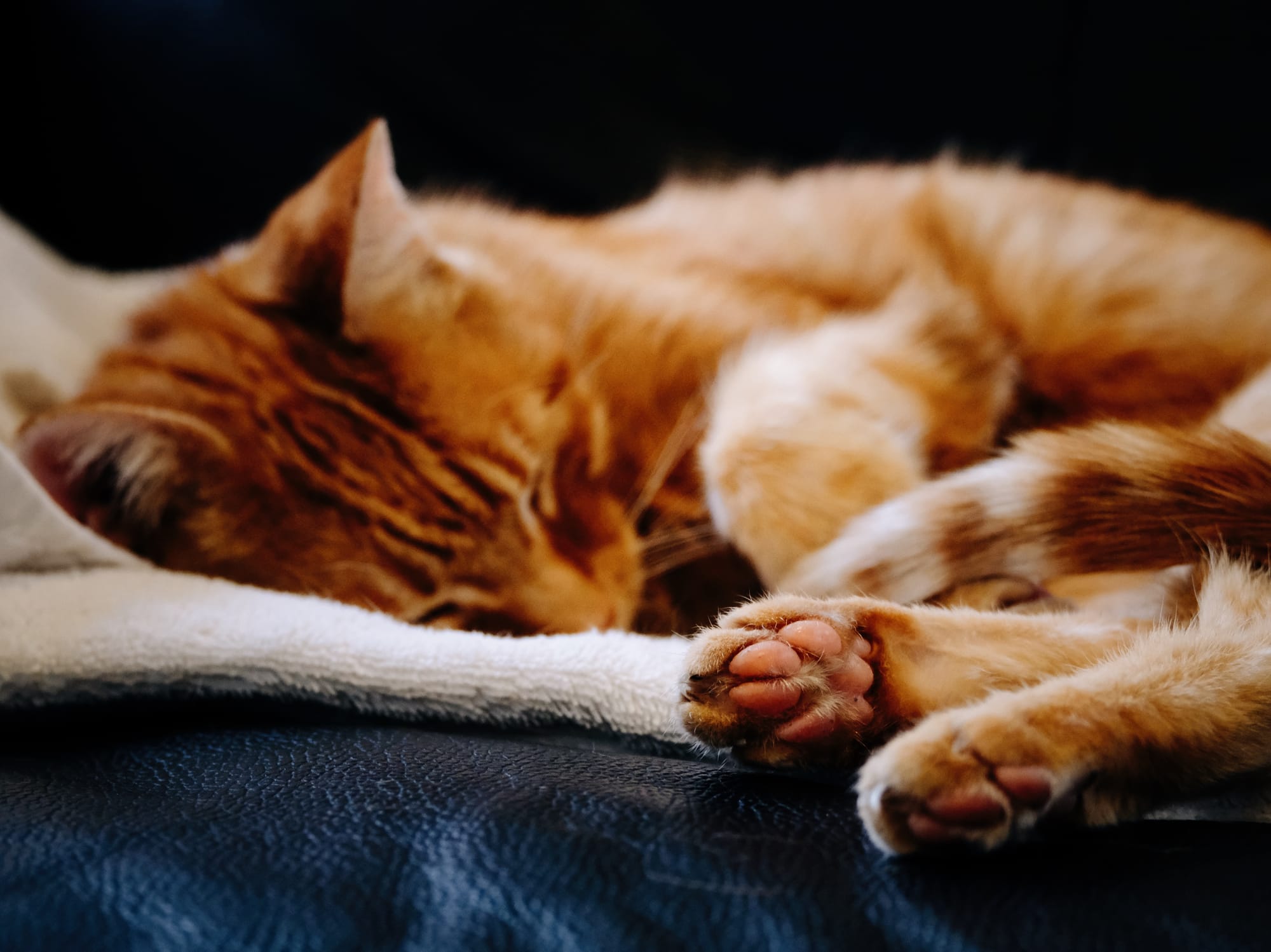 Orange cat sleeping on a towel, his back feet in focus showing his toebeans