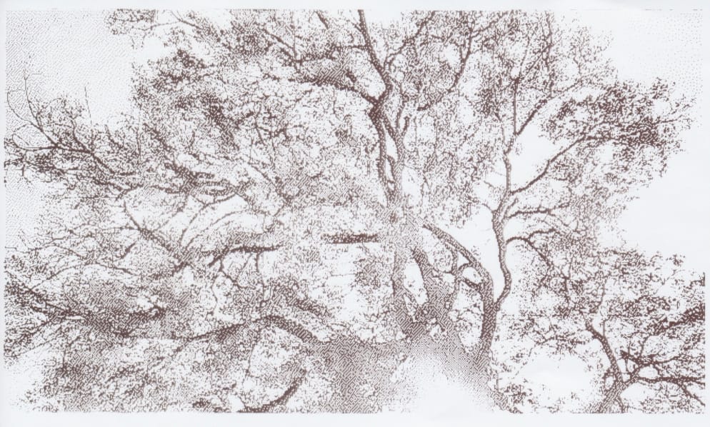 Grayscale thermal printed image looking up at a tangle of tree branches filling the image frame