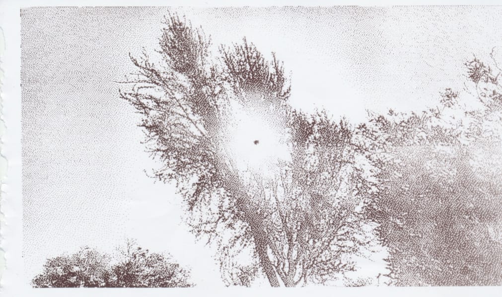 Grayscale thermal printed image looking at a tree with the sun shining through the middle of its branches