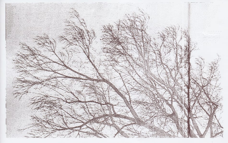 Grayscale thermal printed image of tree branches all growing diagonally to the left with a bit of a printing error on the right side of the image