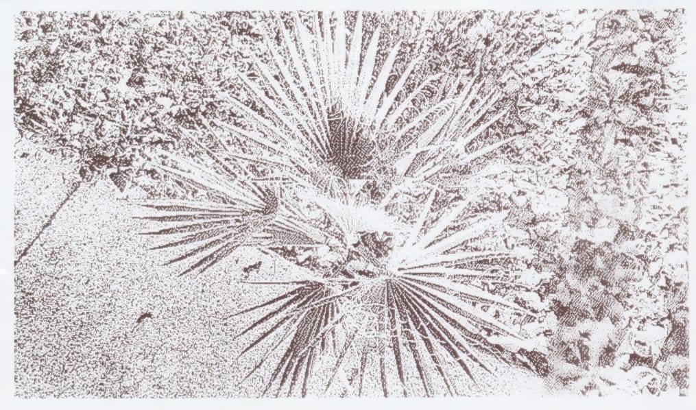 Grayscale thermal printed image of an overhead view of a small palm tree (?) with its leaves growing in a star or pentagon pattern