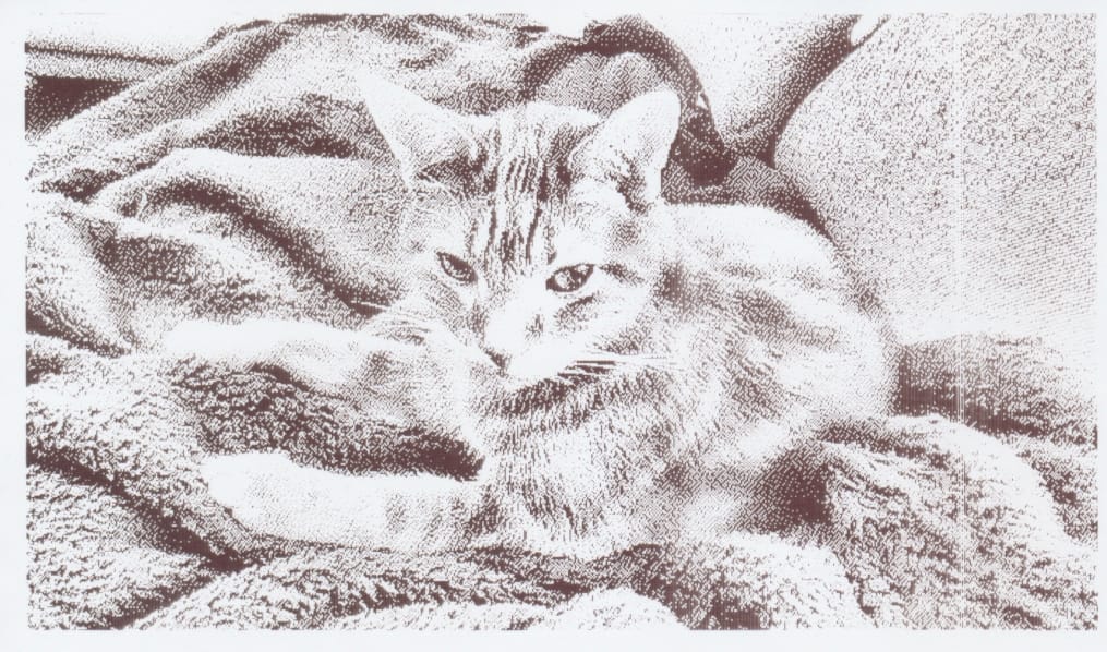 Grayscale thermal printed image of a cat sitting on a blanket on a couch