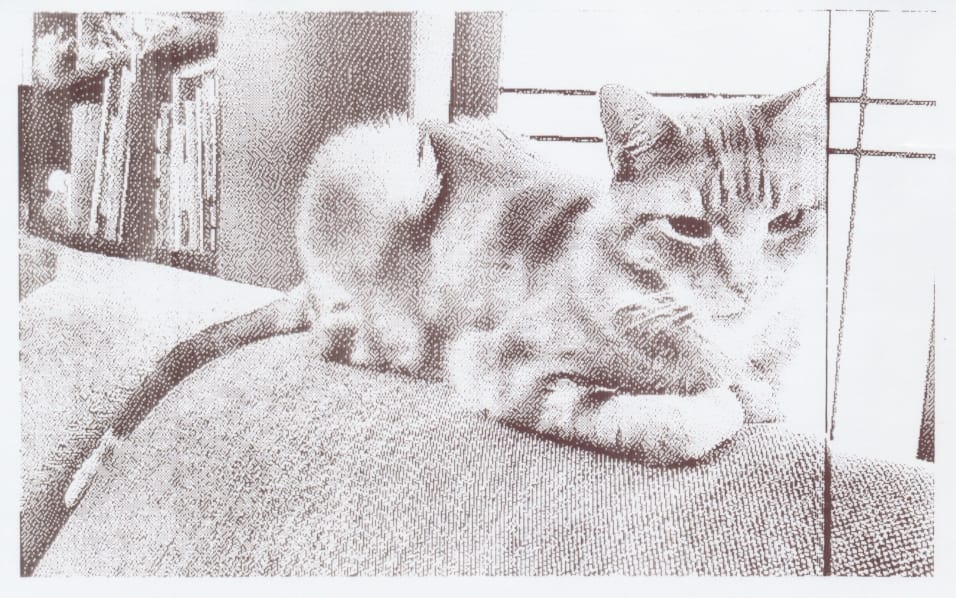 Grayscale thermal printed image of a cat sitting on the back of a couch with bookshelves and a shoji screen behind the cat