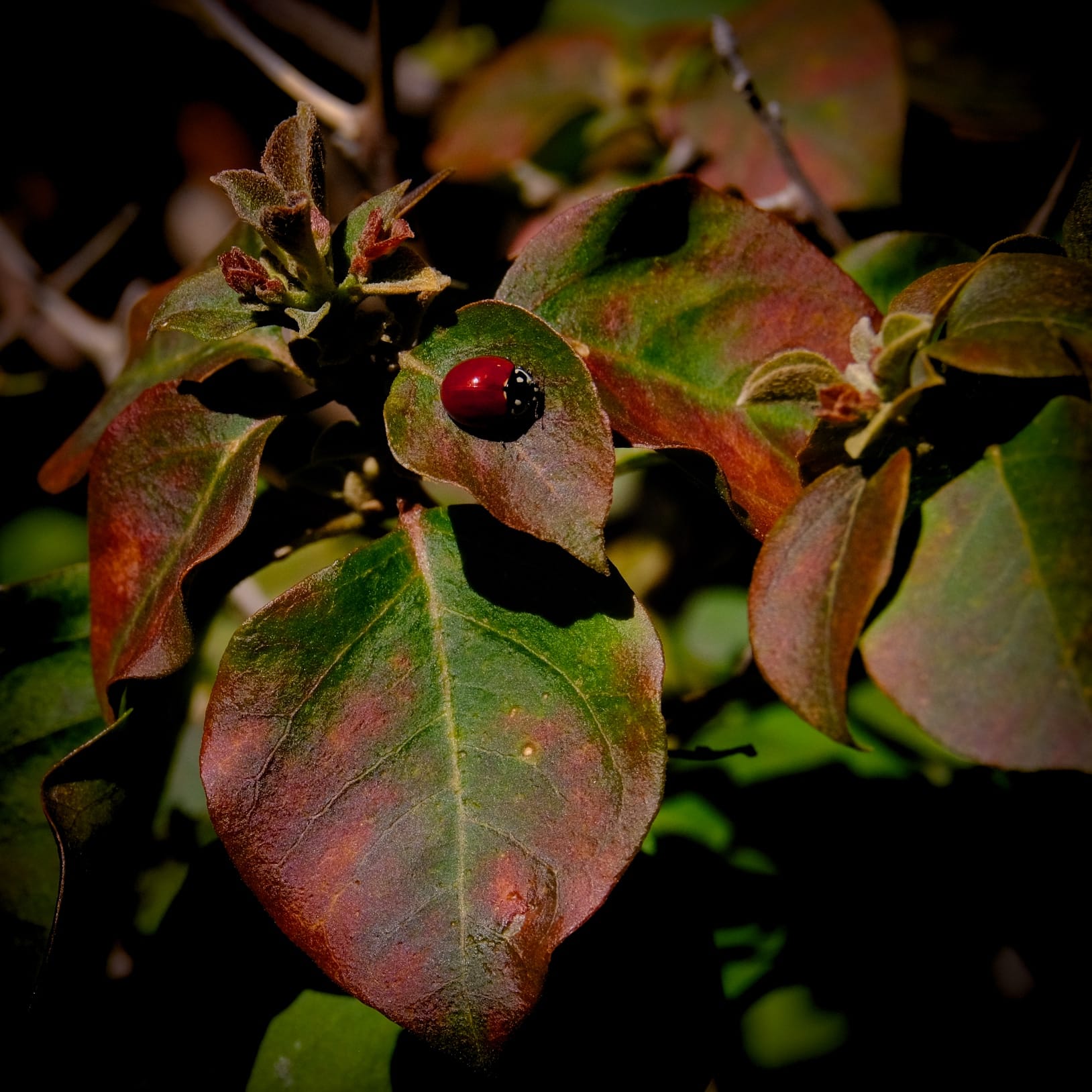 Close-up image of a bright red, shiny ladybug sitting on a bougainvillea leaf with other leaves with red and green gradients surrounding