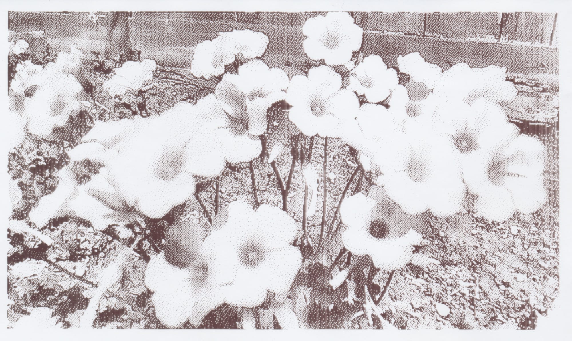 1-bit grayscale thermal print out of an image of small, light colored flowers in front of a backyard fence