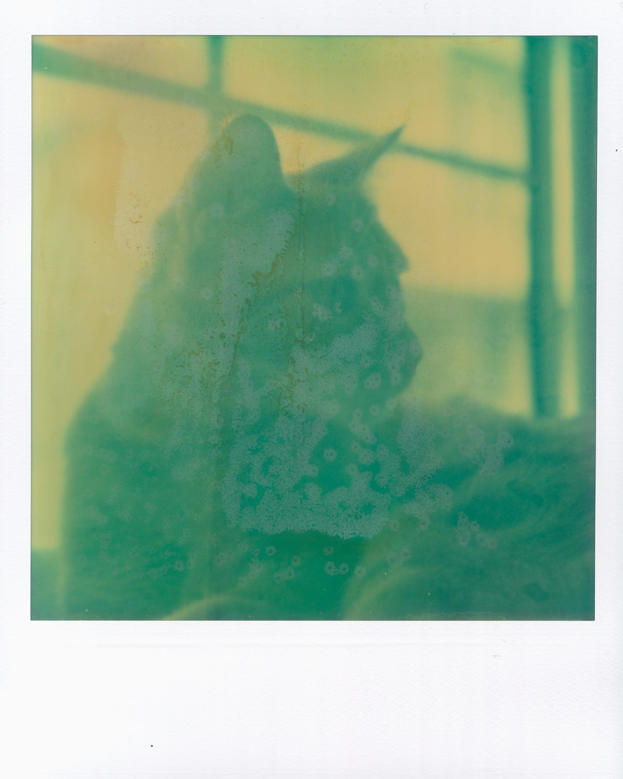 Close up on a cat lying on his side in front of a window, looking to his left; expired instant film has random brown splotches, like spilled tea or pop, and other random dots of "rot" raising the plastic layer off of the film layer
