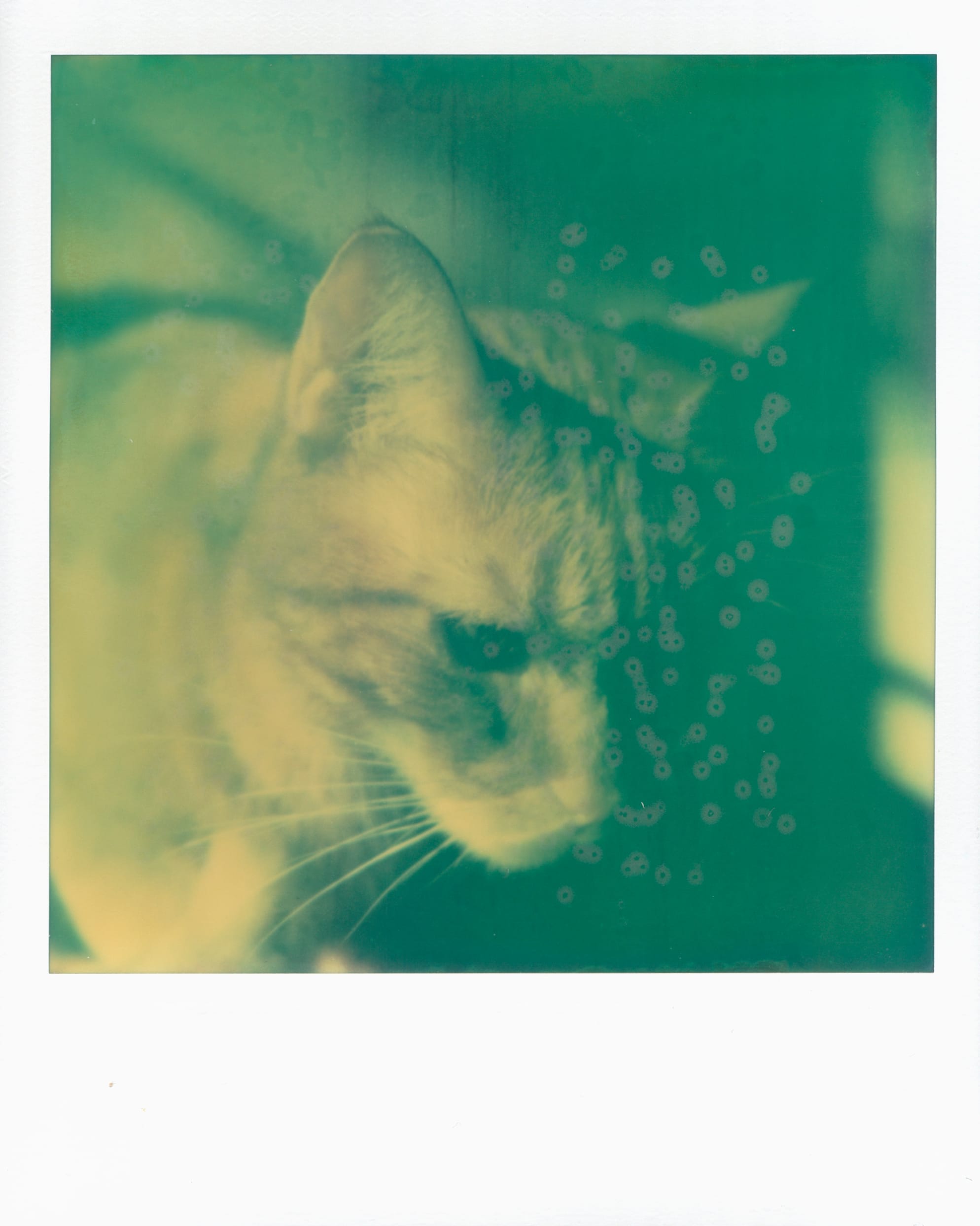 Close up on a cat's face looking down and to the right of the camera, bathed in strong sunlight, half of his face in shadow; the expired instant film has random dots of "film rot" visible in the shadowy areas of the frame.
