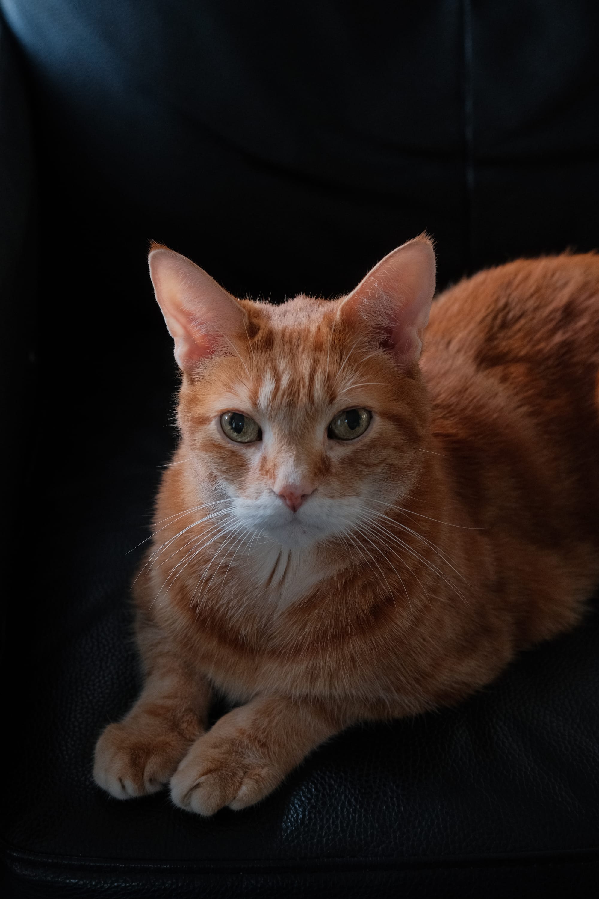 Portrait of an orange and cream tabby cat on a black leather seat