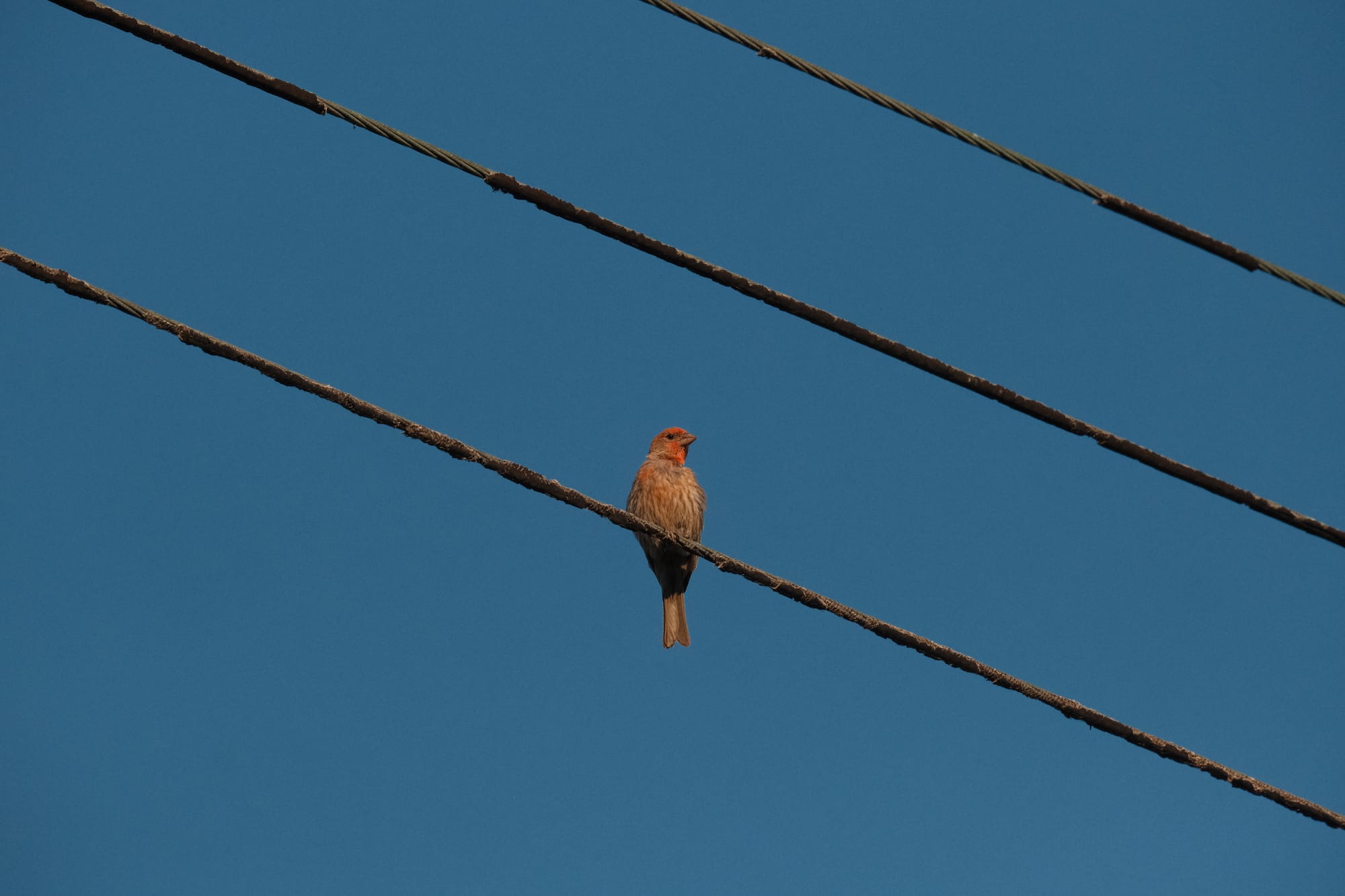 Telephoto image of a red-headed bird sitting on power lines crossing diagonally in the frame