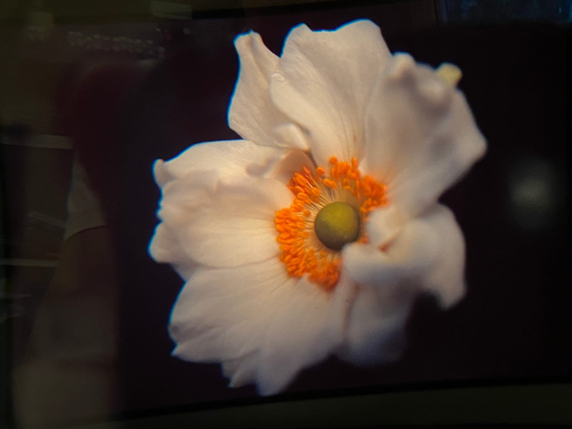 Picture of a slide inside the viewer, showing the white anemone (?) flower 