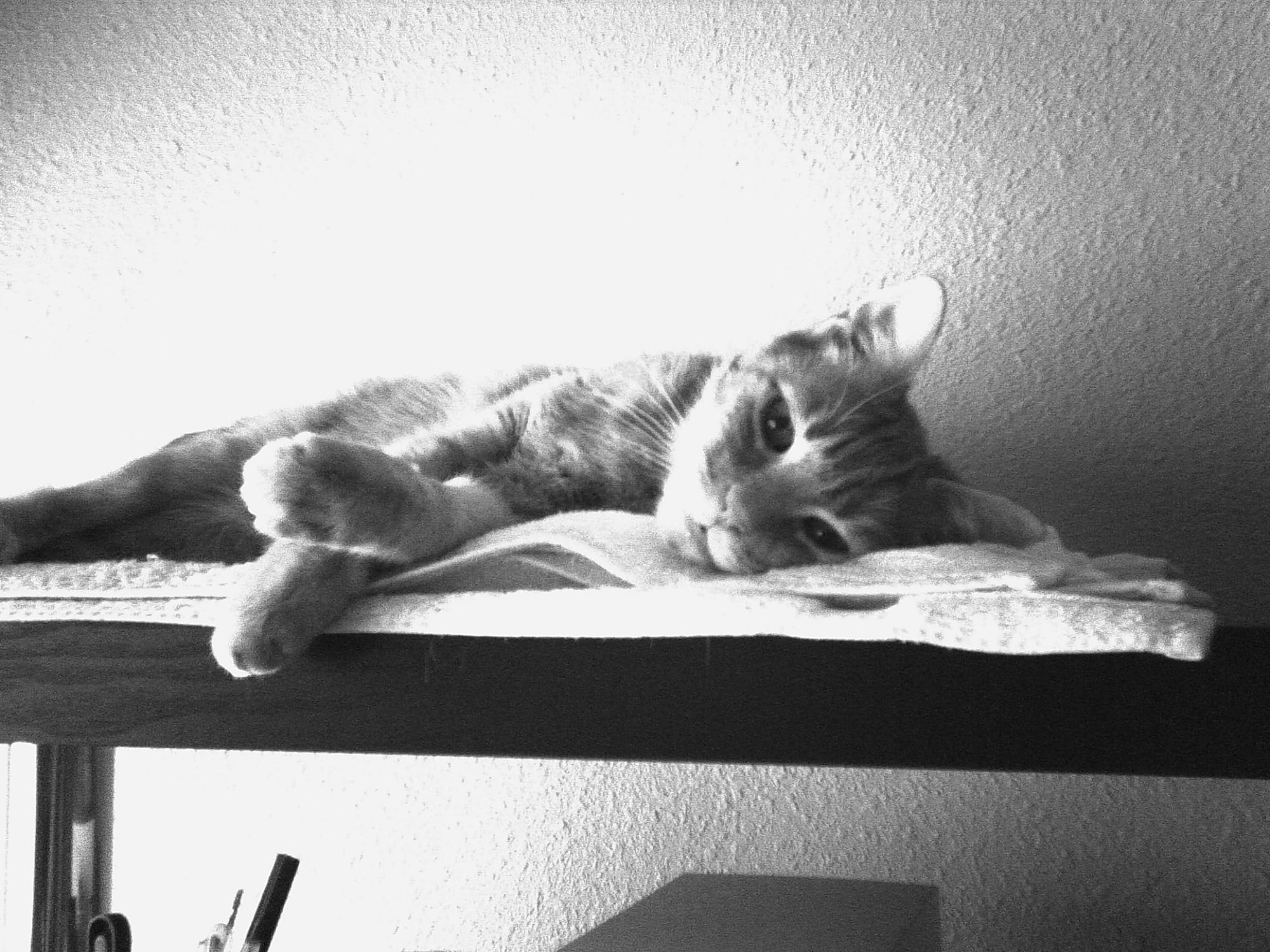 Black and white picture of an orange tabby's upper half as he's lying on a towel on a shelf, looking at the camera sleepily