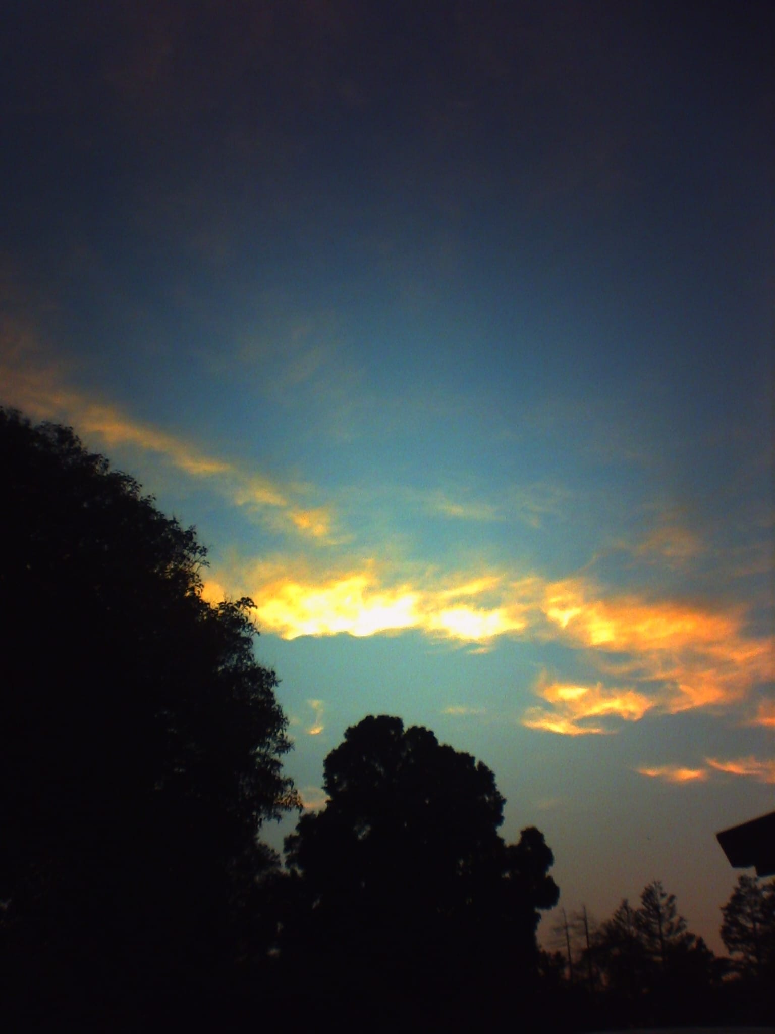 Portrait-oriented, grainy, lo-fi picture of overexposed orangey-yellow clouds in a light blue sky with huge black tree silhouettes dominating the lower left and bottom of the image