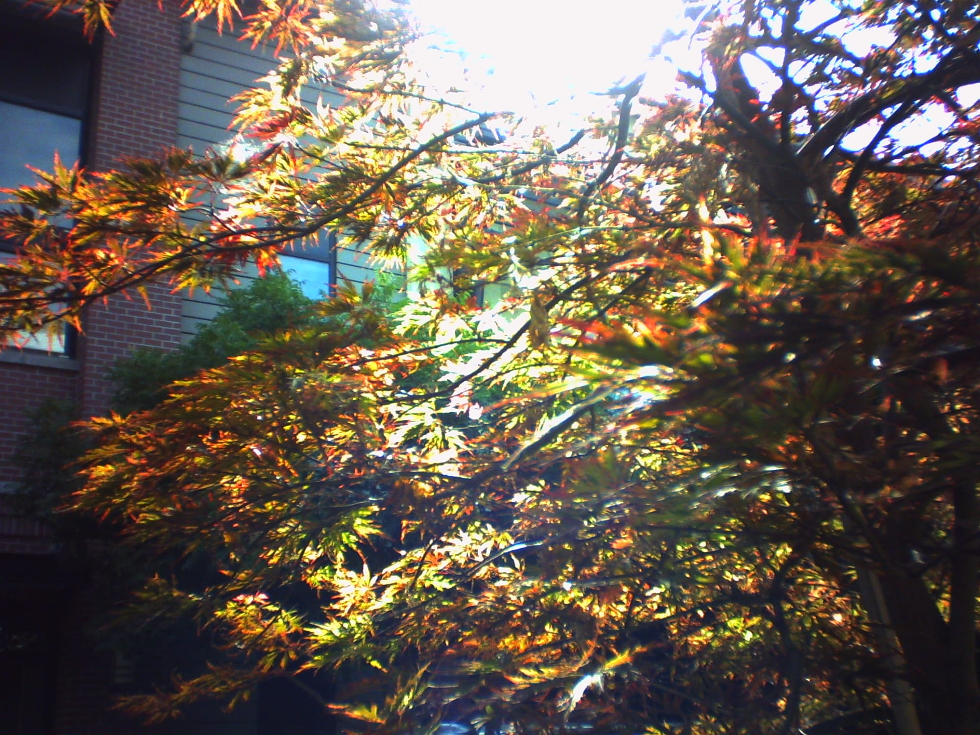 Vivid Japanese maple tree branches and leaves, the sun shining brightly through the top of the tree, very overexposed