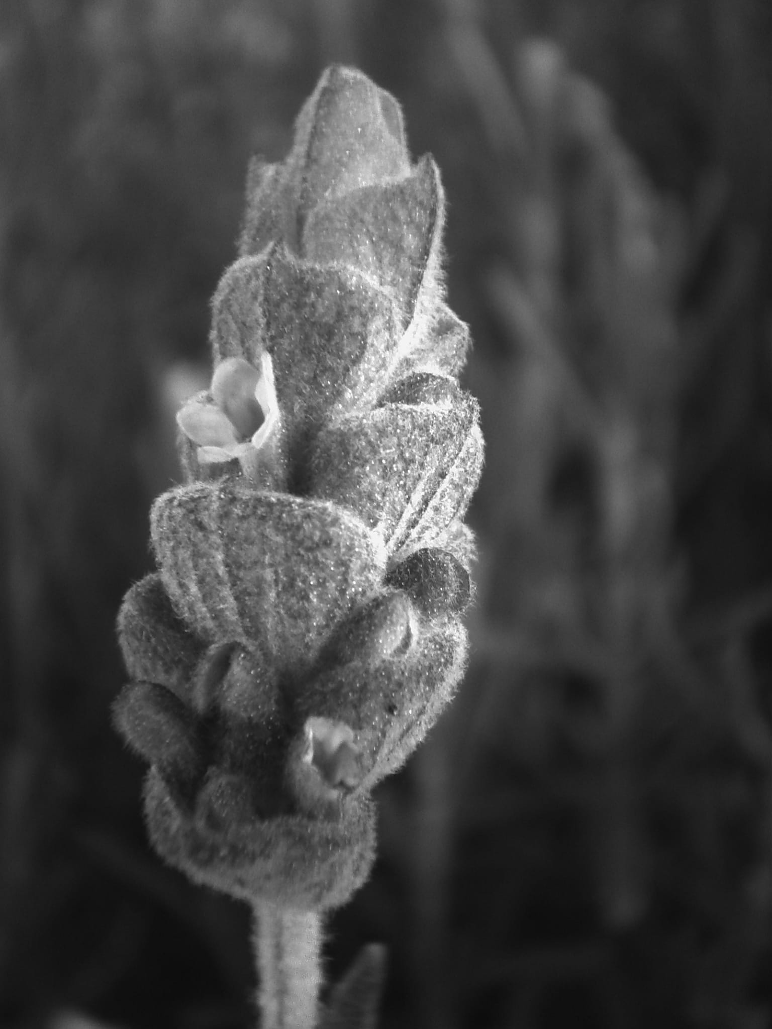 Black and white macro of a lavender flower