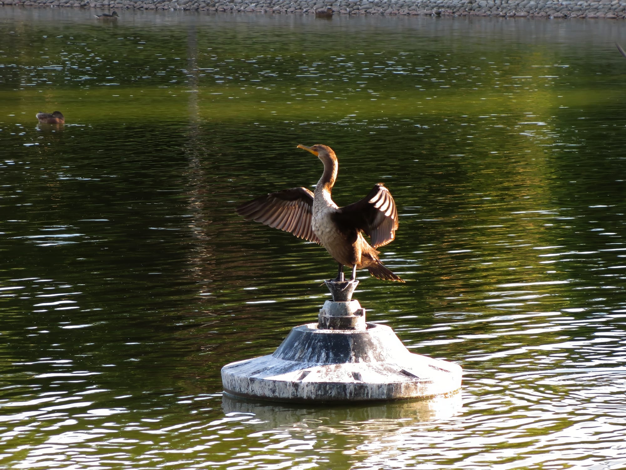 Unknown large brown bird with a grayish chest standing on a fountain platform in the middle of a park pond, its wings spread out