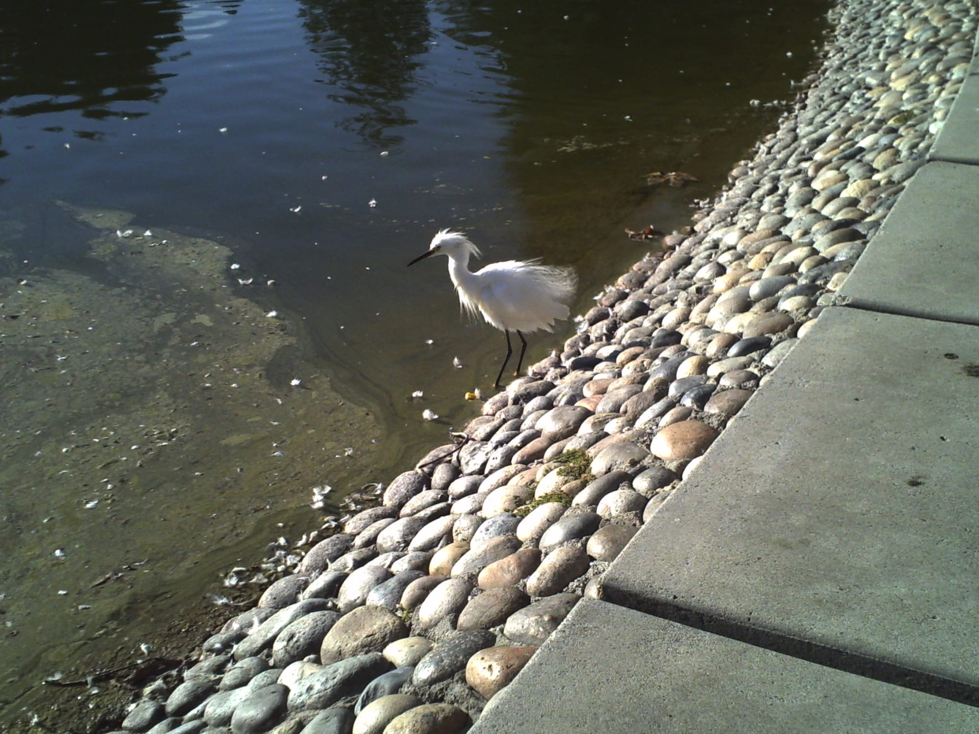 White bird with thin black beak standing in algae-ridden park pond, a wall of rounded stones at pond edge leading up to sidewalk on the right