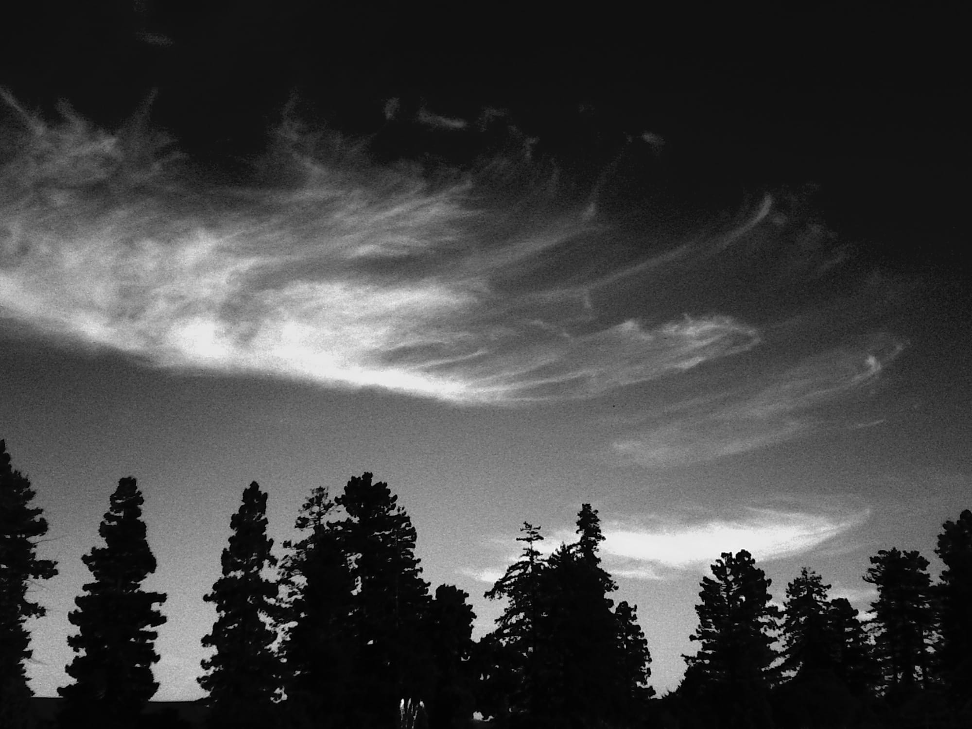 Very high-contrast, grainy black and white image of a line of evergreen trees along the bottom of the frame against a dark sky and wispy white clouds