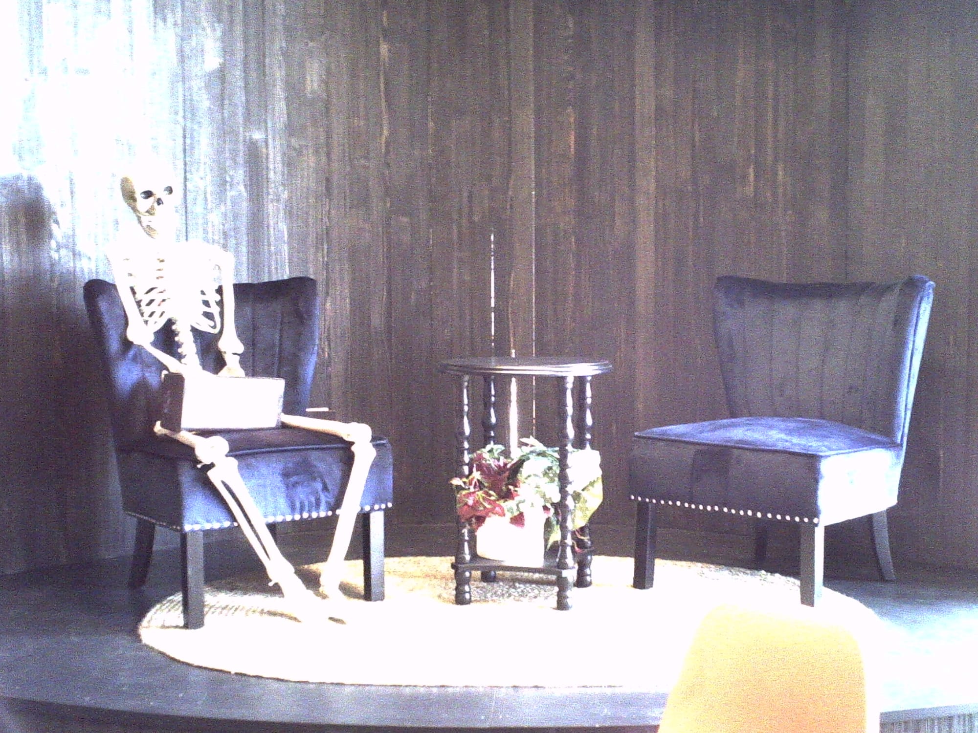 Human skeleton model propped up in an armless chair with velvet upholstery on a stage in a bookstore