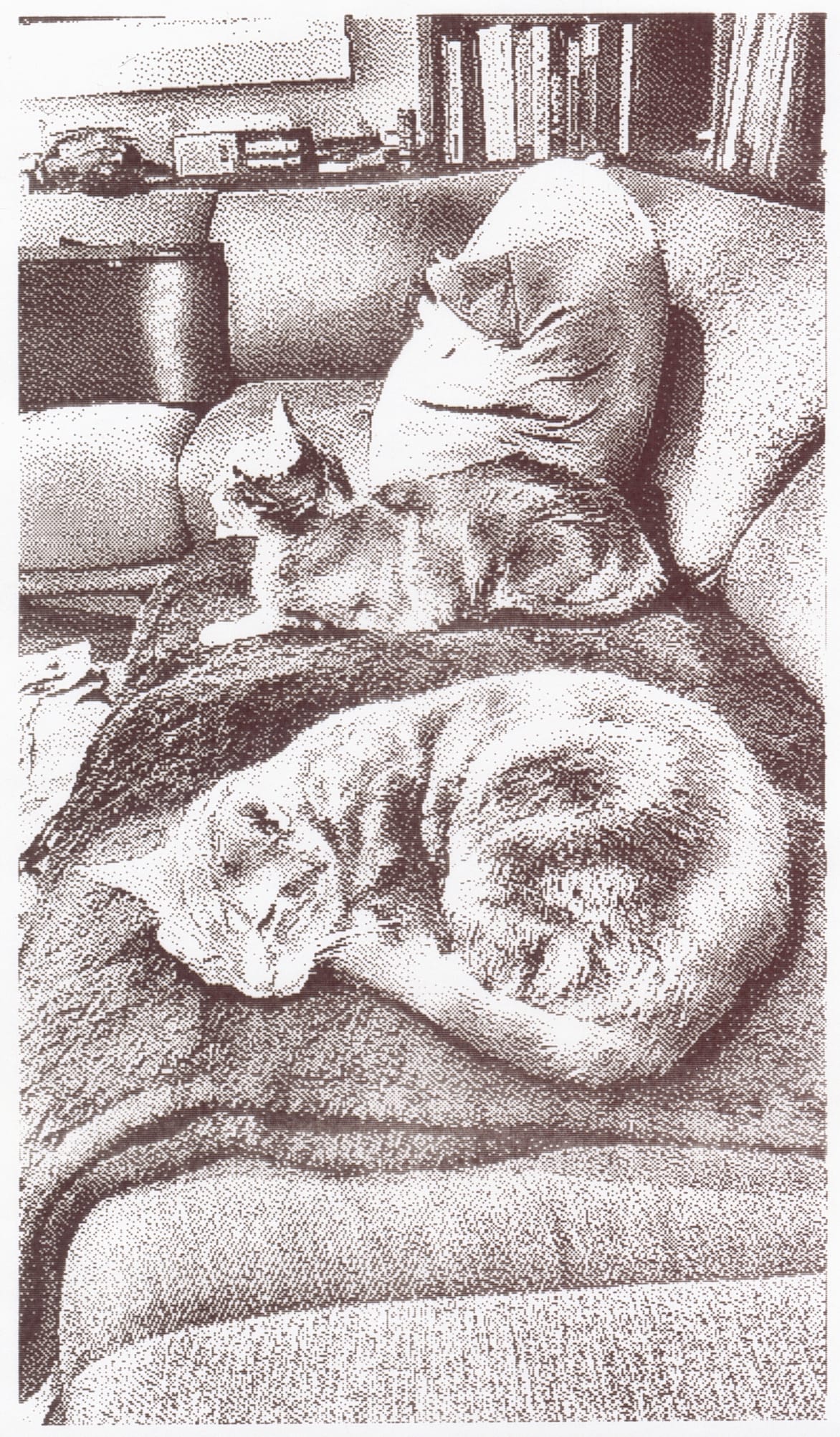 Grayscale thermal print of two cats on a couch, one in the foreground napping, the other cat behind, looking toward the left edge of the frame