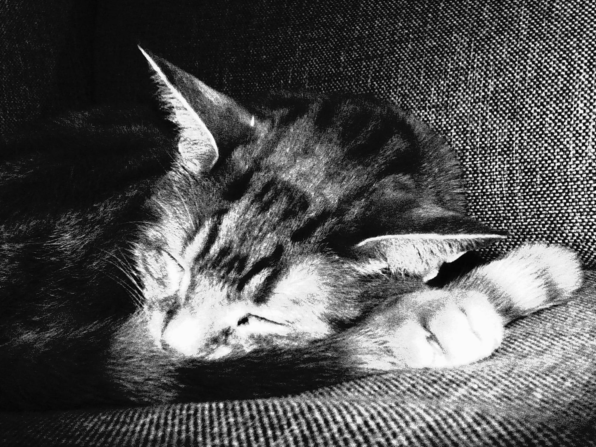 Close up black and white photo of a cat resting his head on his front paw and tail while napping on a tweed couch