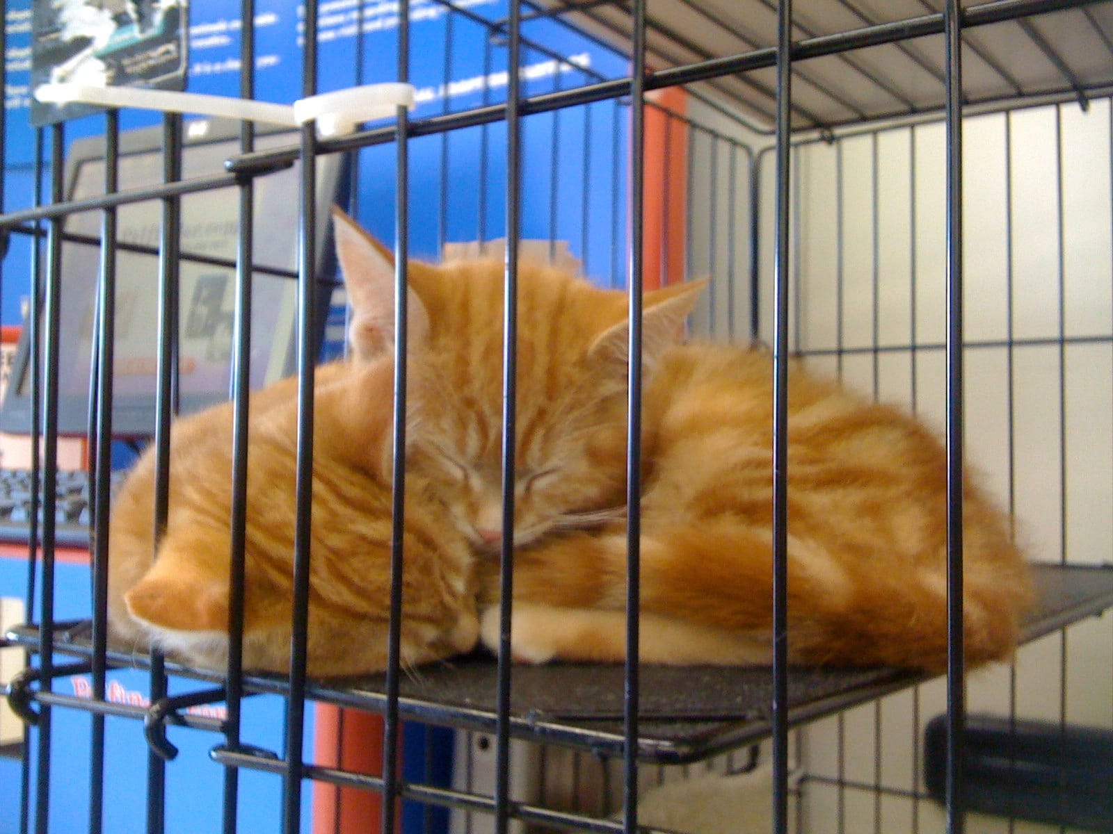 Two orange and cream tabby kittens huddled together in a wire cage