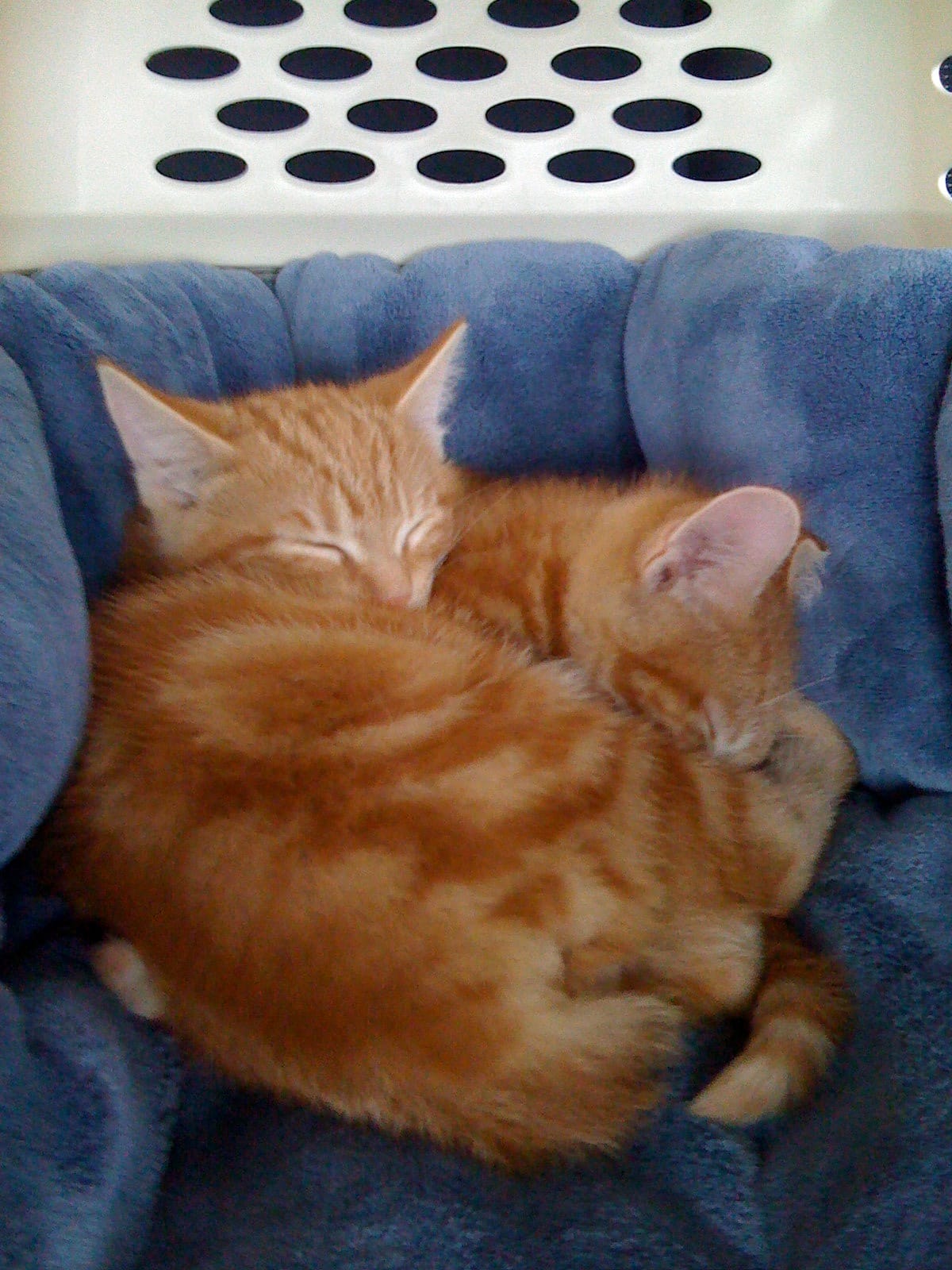 Two orange and cream tabby kittens huddled together on a blue plush cushion, sleeping