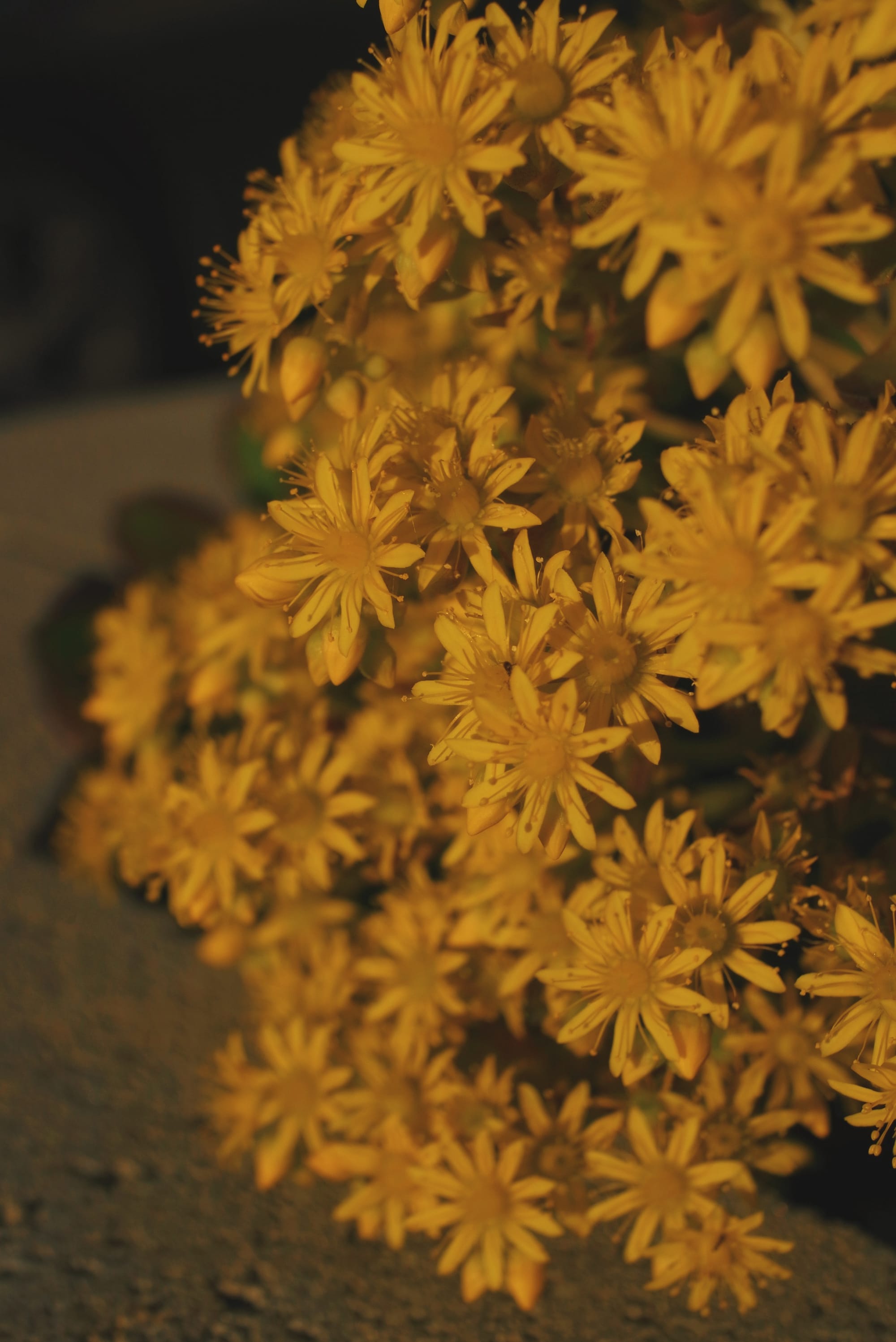 Macro shot of a cluster of unknown small, sunny yellow flowers in early evening sunlight