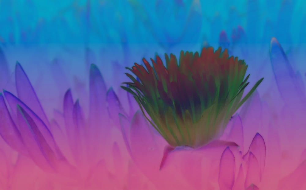 A tufty flower on the beach, edited to have negative colors, and a gradient of aqua blue, purple, and pink