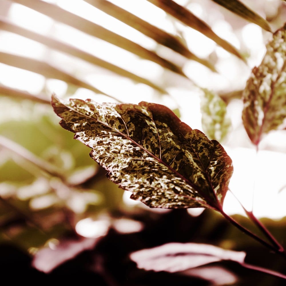 Close up of a mottled dark green and light green leaf with more leaves and sunlight in the background