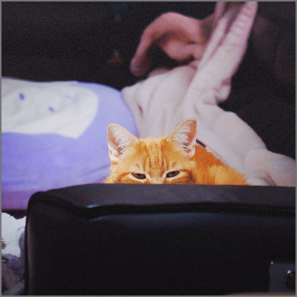 Telephoto view of an orange tabby's eyes peeking over the edge of a black sofa arm with some blankets behind him