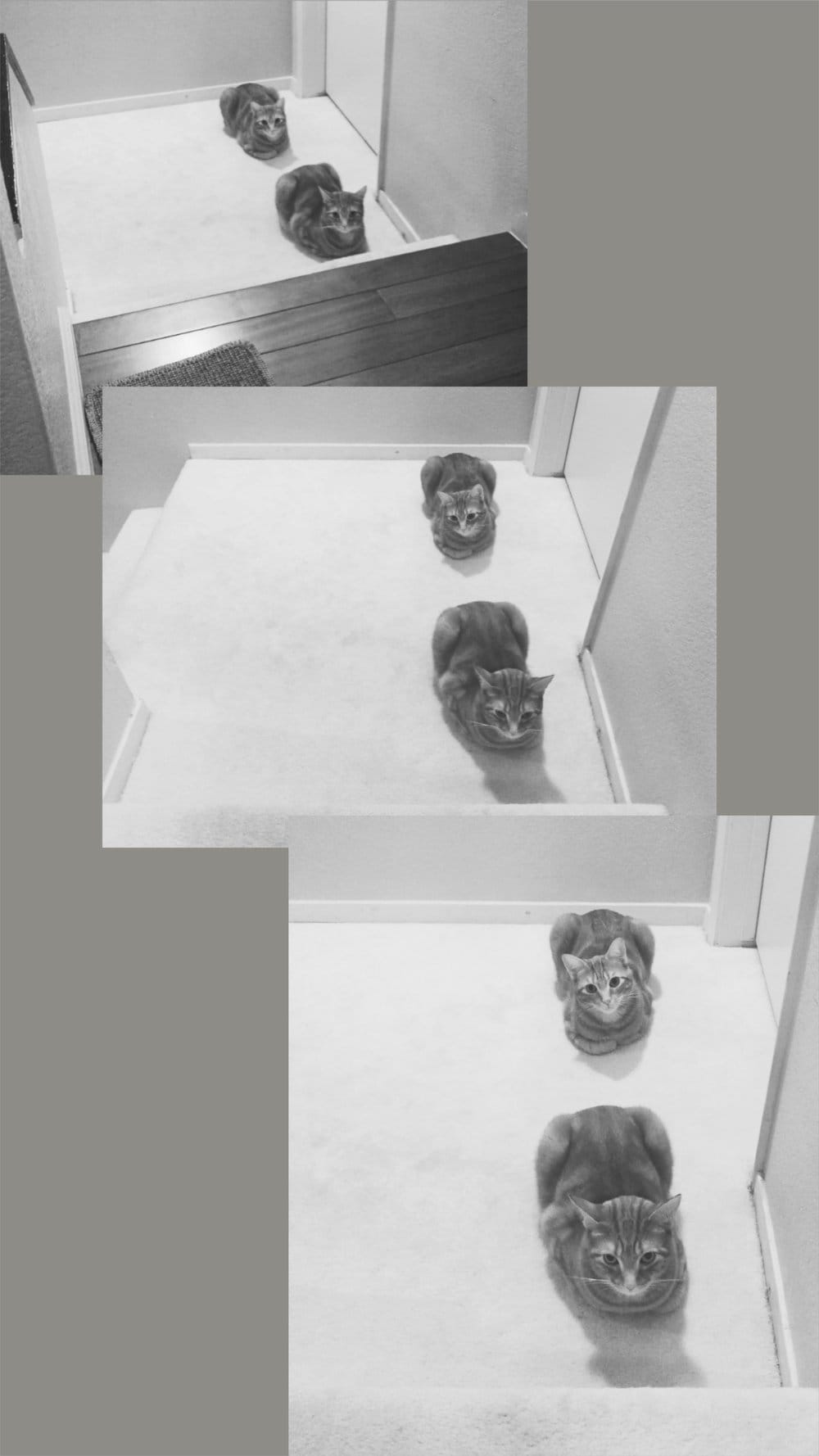 Collage of 3 black and white pictures of 2 orange tabbies "loafing" on a carpeted floor, with progressively closer POV