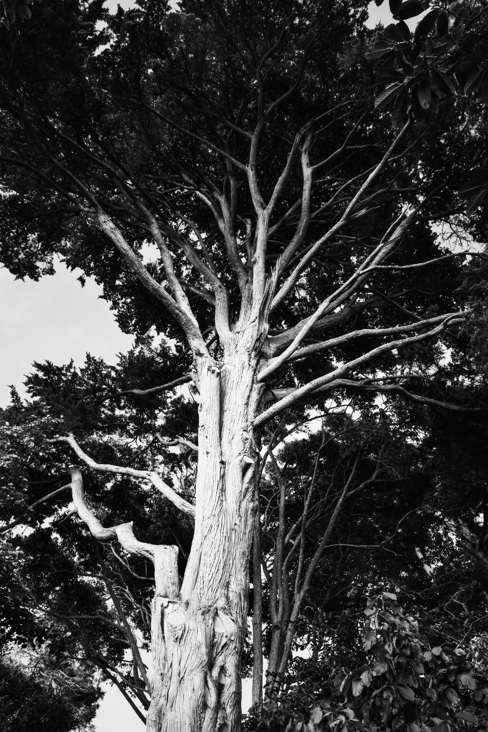 Black and white picture of a huge tree in San Francisco, bright gray branches disappearing into black bunches of leaves