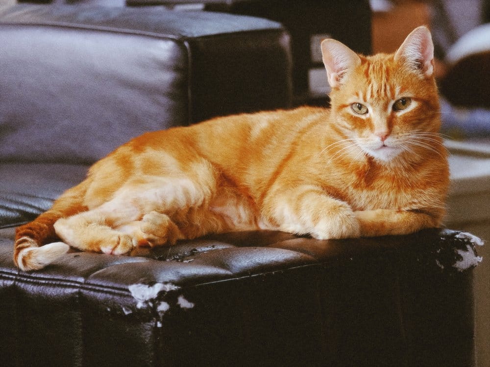 Orange tabby laying on his side on a black ottoman with scratched up corners, looking at the camera like a model