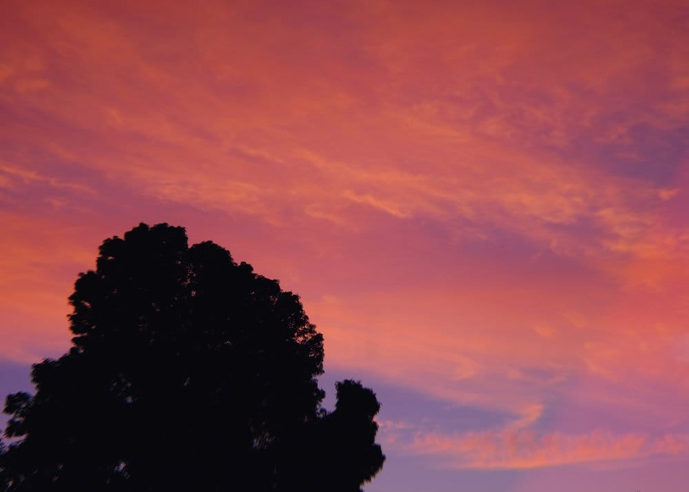 Sky with vivid, orange-pink clouds filling a blue-purple sky, with a poofy tree silhouette in the bottom left corner