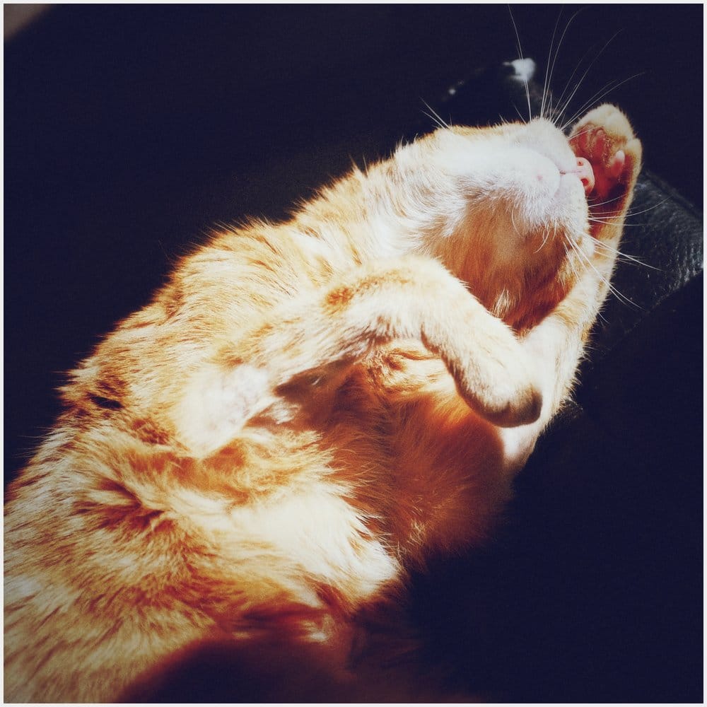 An orange tabby laying on his back in the bright sun against a black background, with his paw across his eyes