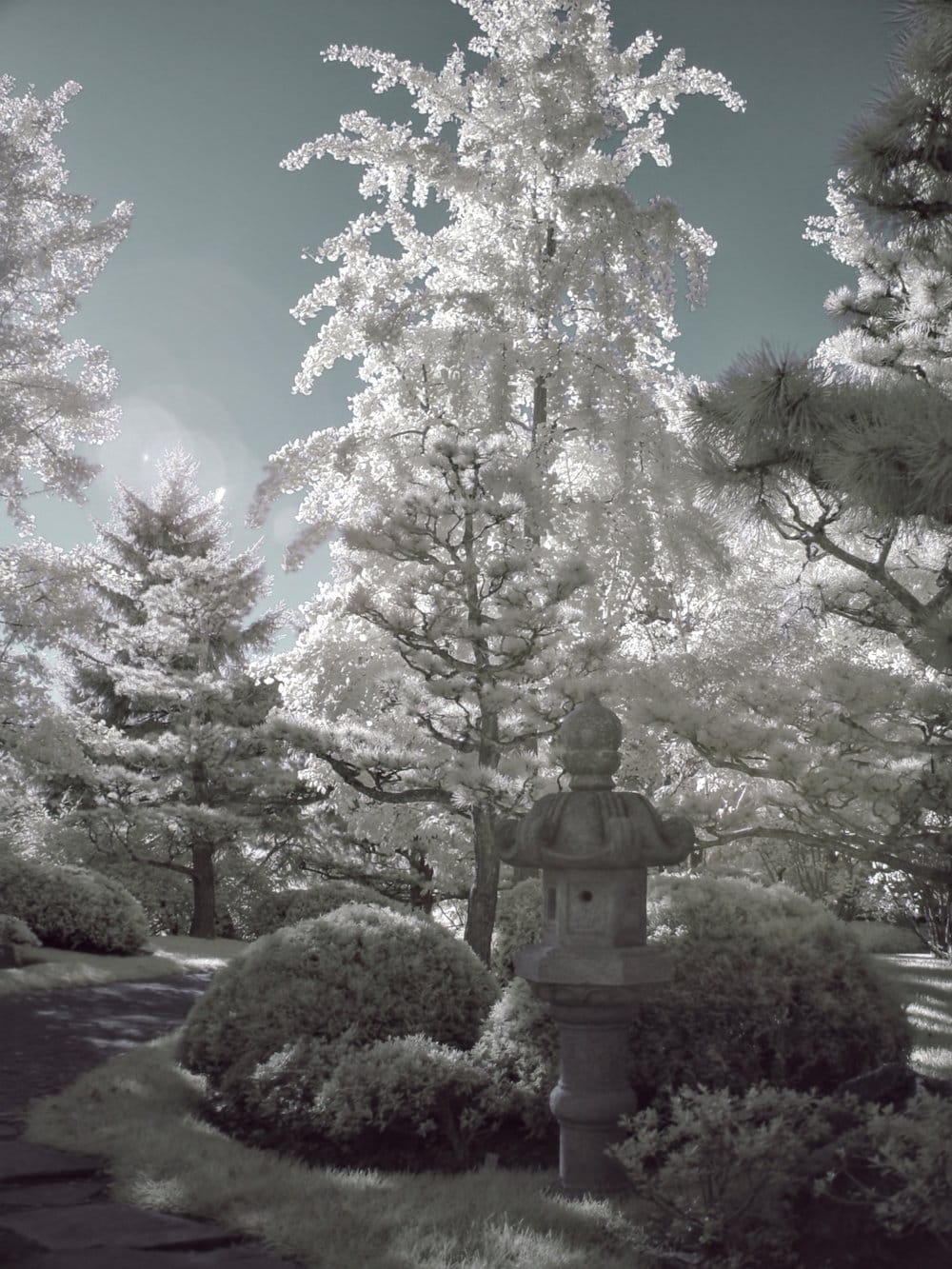 Infrared image of a path in Chicago Botanical Garden with a Japanese lantern, bushes, and tall trees