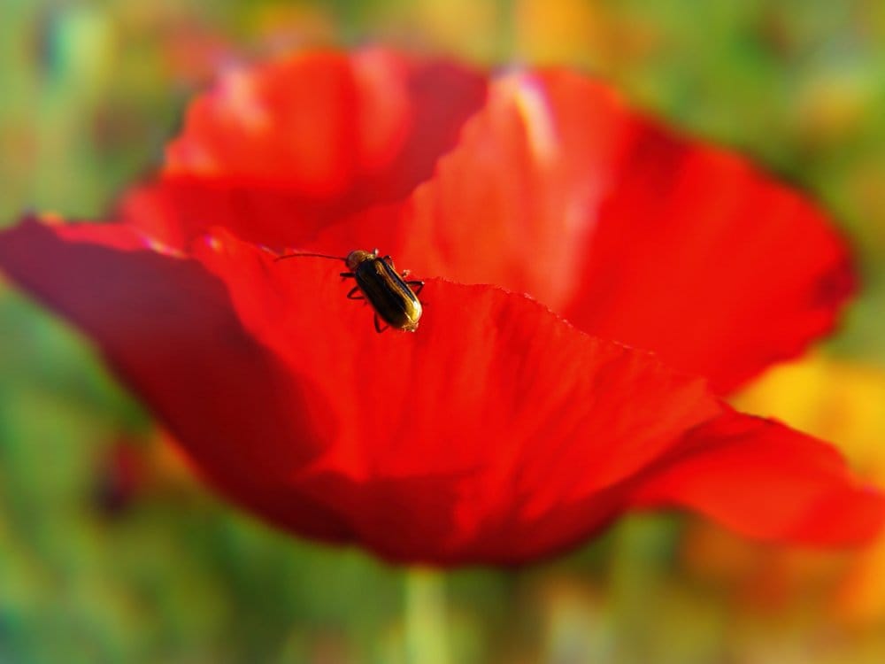 Macro of a bright red poppy in the sun with a bug crawling up the edge of the petal