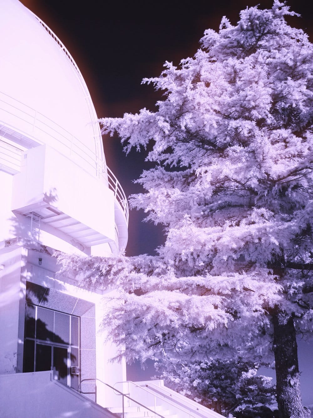 Infrared picture of an evergreen tree outside the Mt. Hamilton observatory entrance in purple monochrome