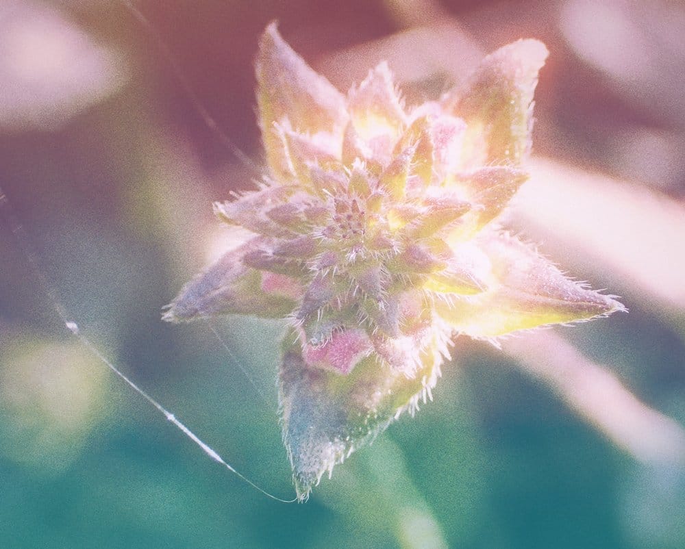 Grainy, somewhat overexposed macro image of a lantana bud showing its multilayered star shape