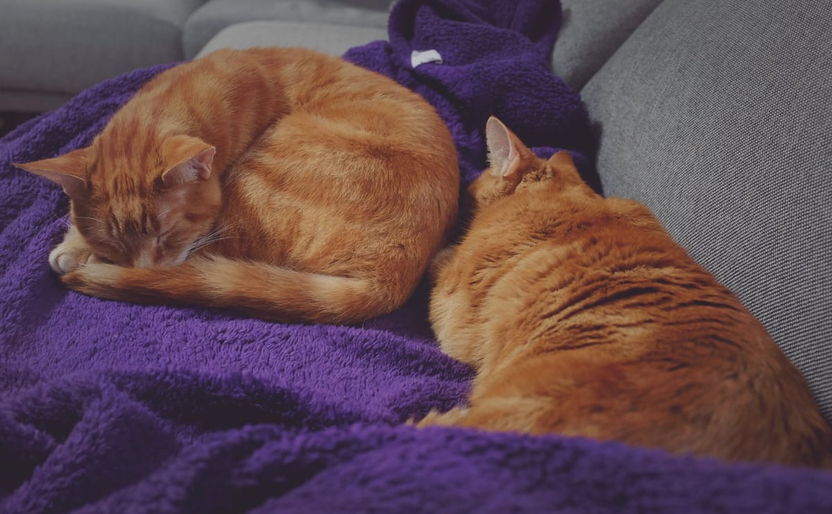 2 orange tabbies snuggled together, napping on a fuzzy, dark purple blanket on a gray couch