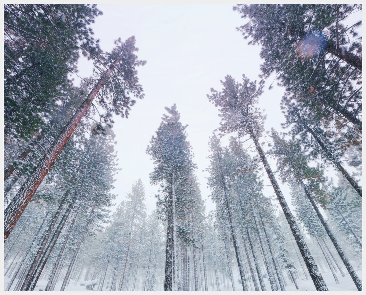 Very wide angle view looking up at super tall, snowy pine (?) trees and a white sky