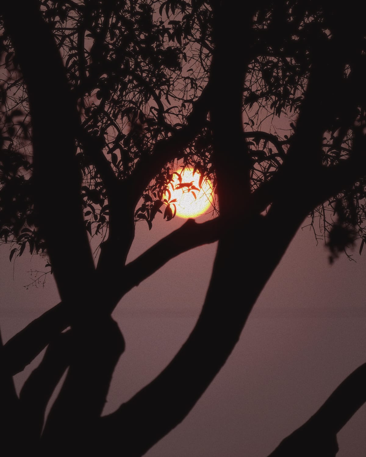 A very red sun framed by dark tree branches against a muddy, pink-orange sky from wildfires in 2020