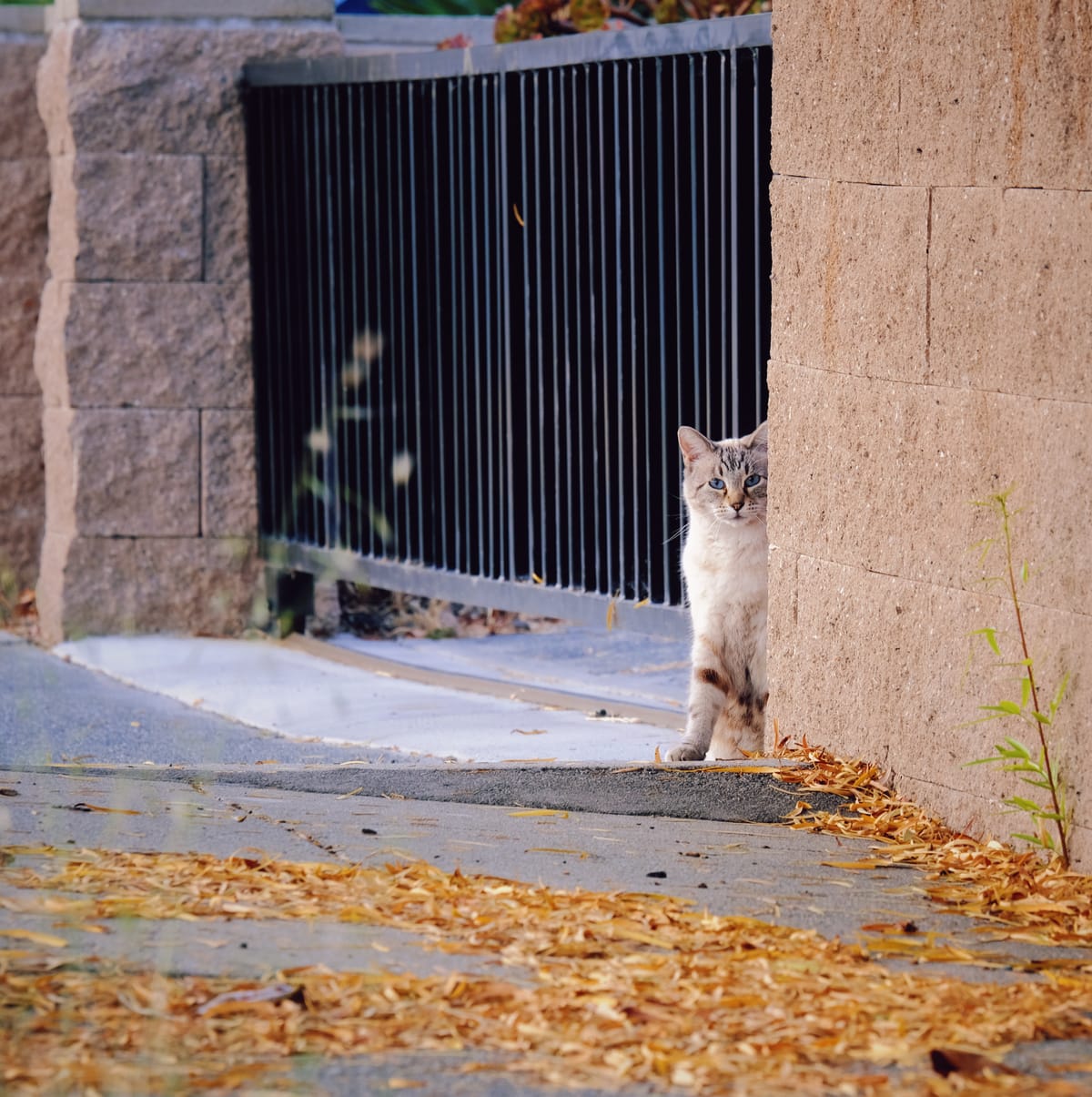 A far away cream/beige tabby cat sitting halfway behind the corner of a stone wall, looking at the camera