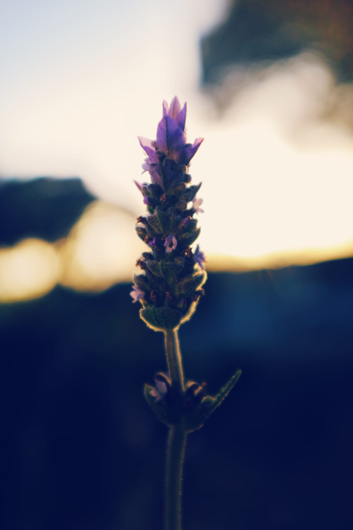 Single mostly backlit lavender stem against a messy sunny sky and dark, far off background