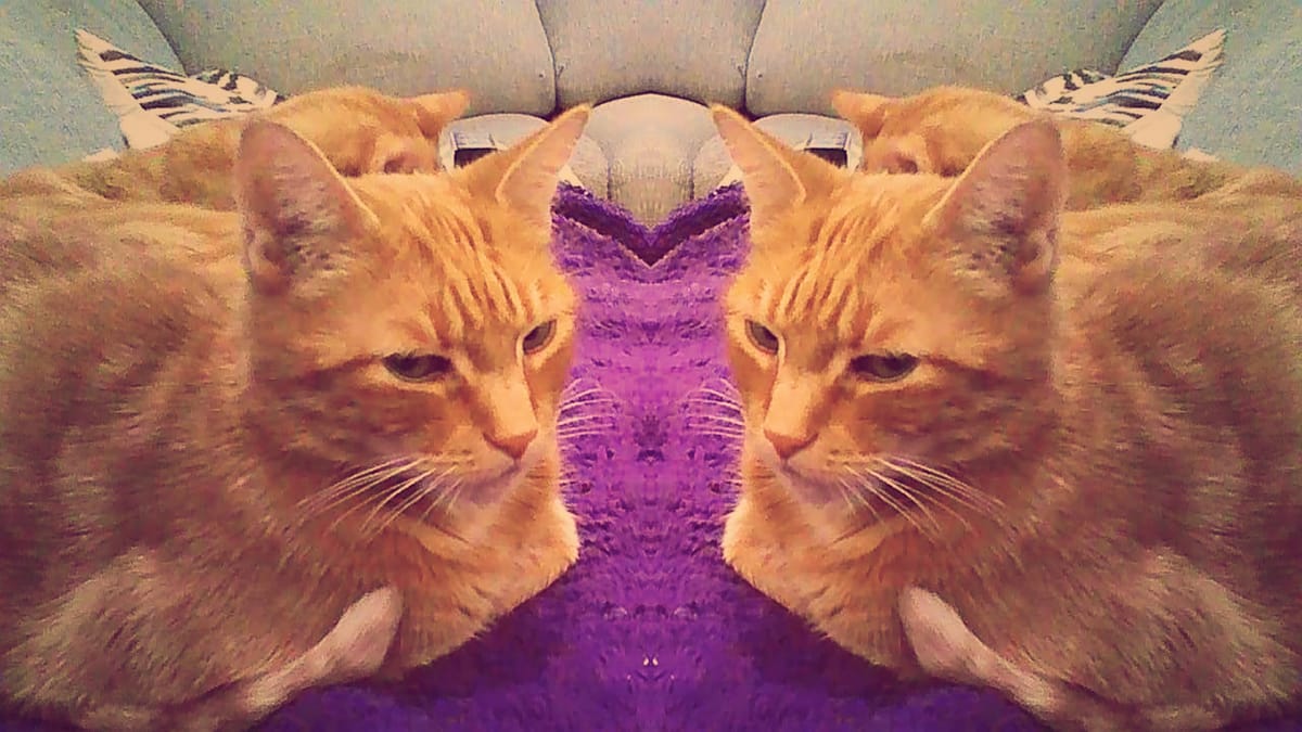 Picture of an orange tabby cat sitting on a purple blanket with another cat behind him, mirrored horizontally