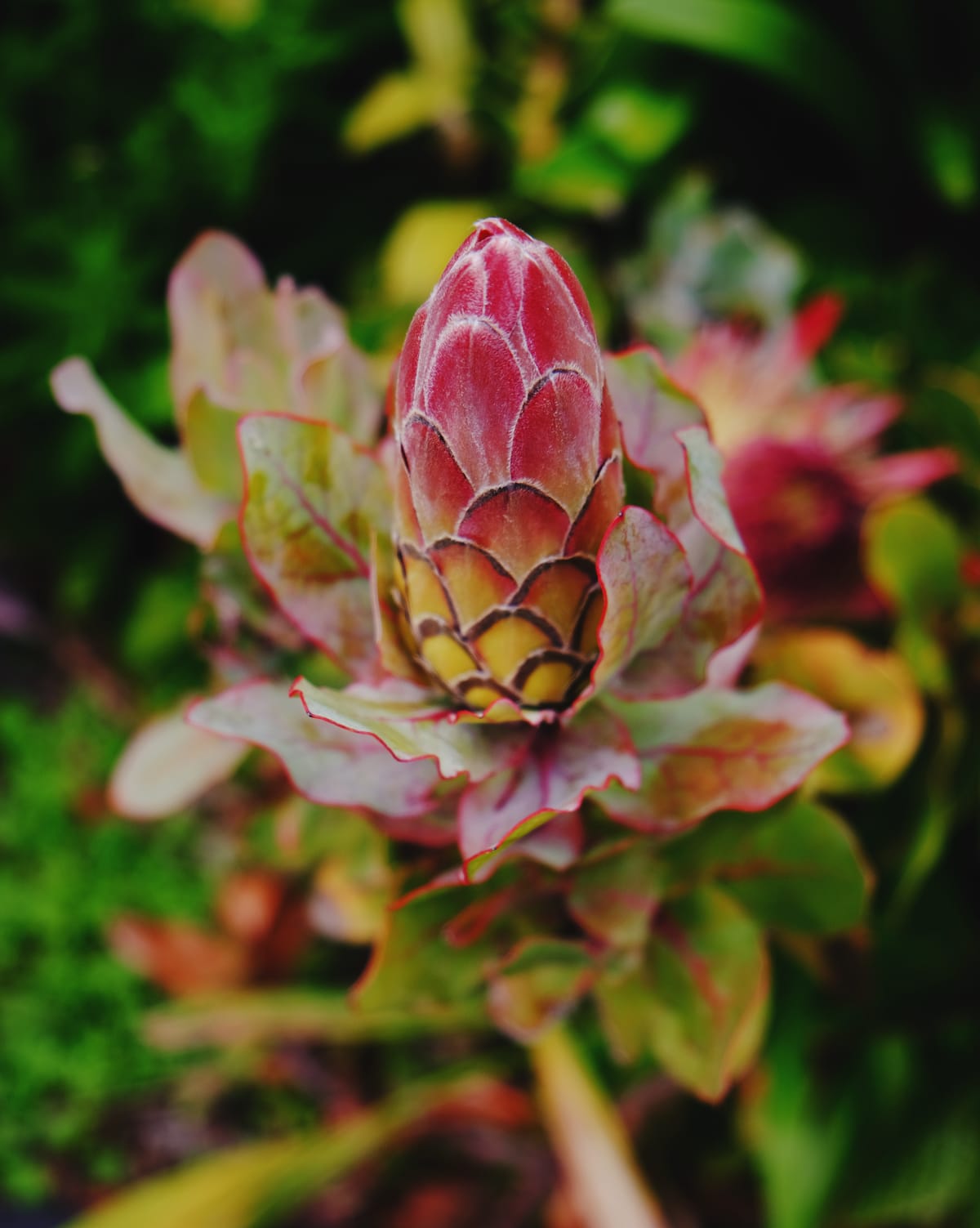 Close up shot of unknown plant with red-edged, green leaves, and a central body reminiscent of a young pink pinecone