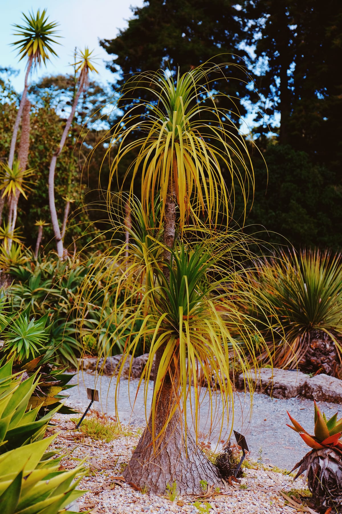 A spiky desert (?) plant with long, pointy leaves sprouting in all directions, surrounded by other spiky plants